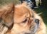 Tibetansk spaniel zorba<3=)
