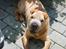 Shar pei Quattro - R.I.P.