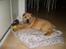 Shar pei Quattro - R.I.P.