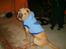 Shar pei Quattro - R.I.P.