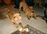 Shar pei Quattro - R.I.P.