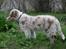 Border collie Gjerulff BS After Eight