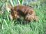 Cavalier king charles spaniel Kikki