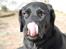 Blanding af racer OZZY ((R.I.P)) - her jeg ikke en fin tunge 