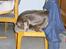 Blanding af racer Millie R.I.P. 16/9/2012 - Tar lige en lille lur..