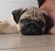 Mops Muffin