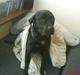 Labrador retriever Anne (R.I.P)
