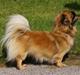 Tibetansk spaniel Akela