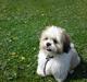 Lhasa apso balou