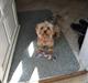 Yorkshire terrier  » Chilli «