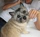 Cairn terrier Sofie