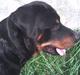 Rottweiler basse