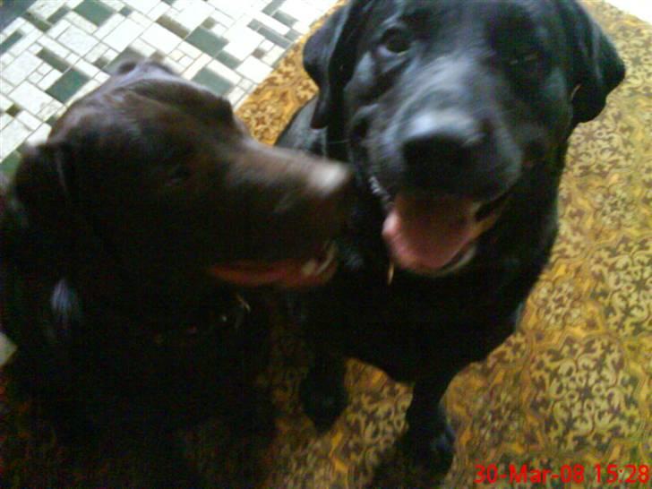 Labrador retriever Balder  billede 20