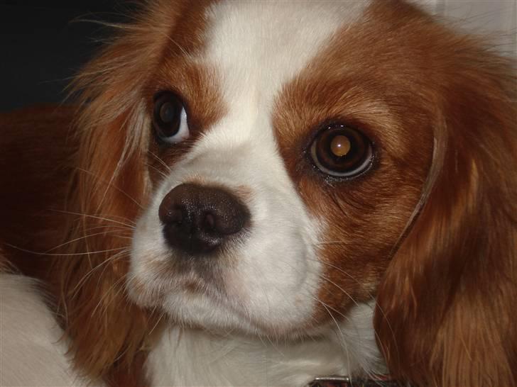 Cavalier king charles spaniel Emma billede 15