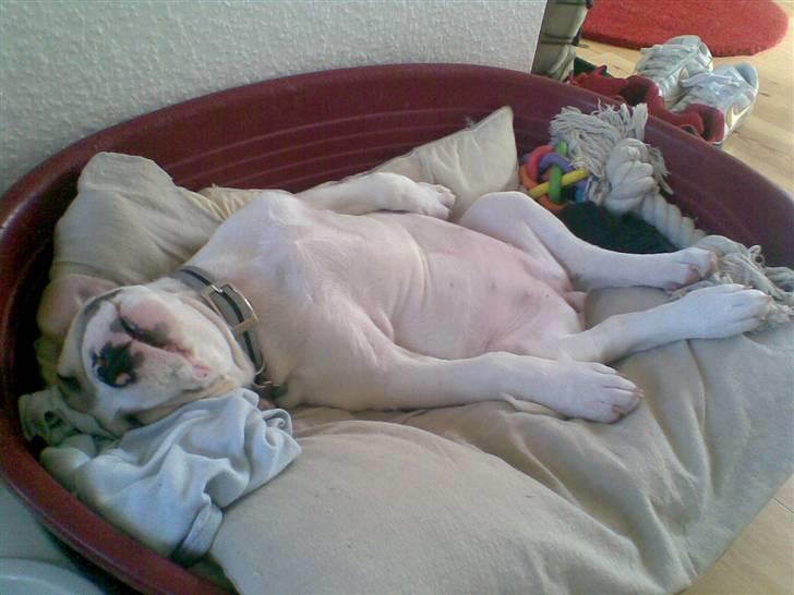 Blanding af racer INKA billede 12