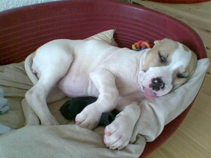 Blanding af racer INKA billede 13