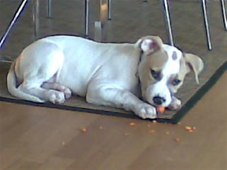 Blanding af racer INKA billede 14