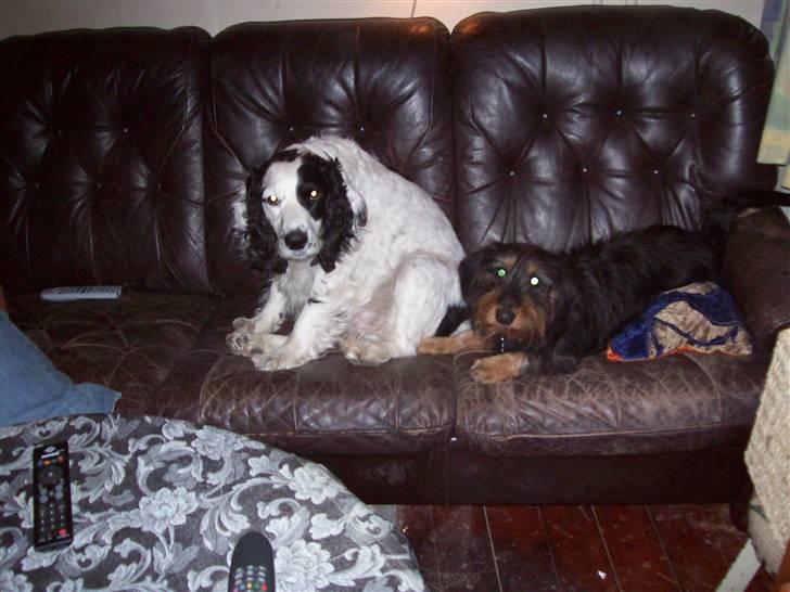 Blanding af racer Basse - Basse og Oscar leger i sofaen billede 7