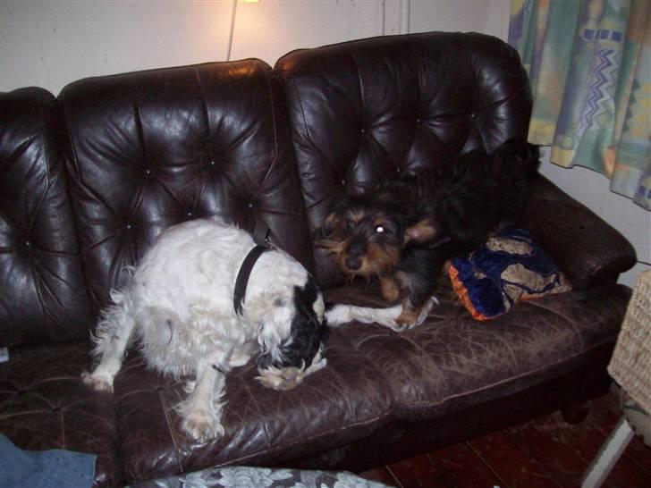 Blanding af racer Basse - Hold op din lille tisse myrer billede 8