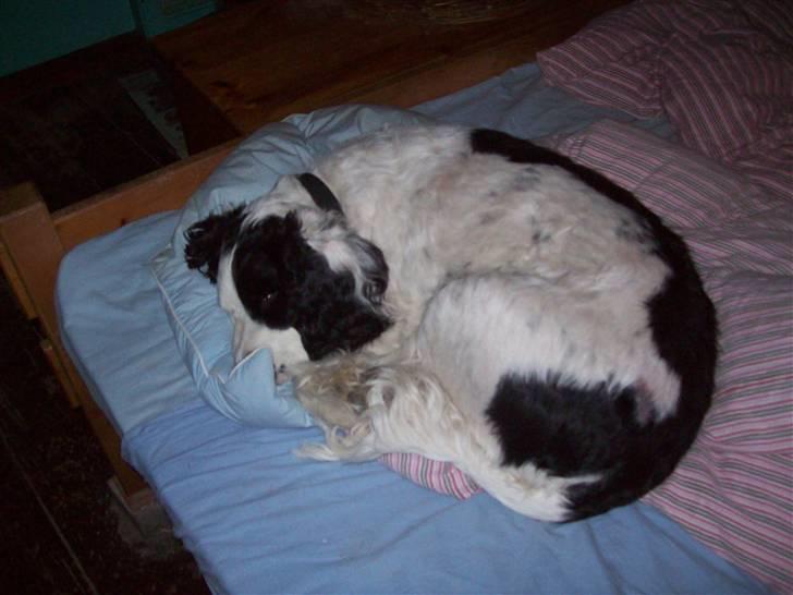 Blanding af racer Basse - Nu sover Basse igen ,det er hårdt at lege  billede 9