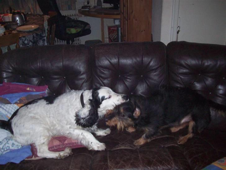 Blanding af racer Basse billede 10