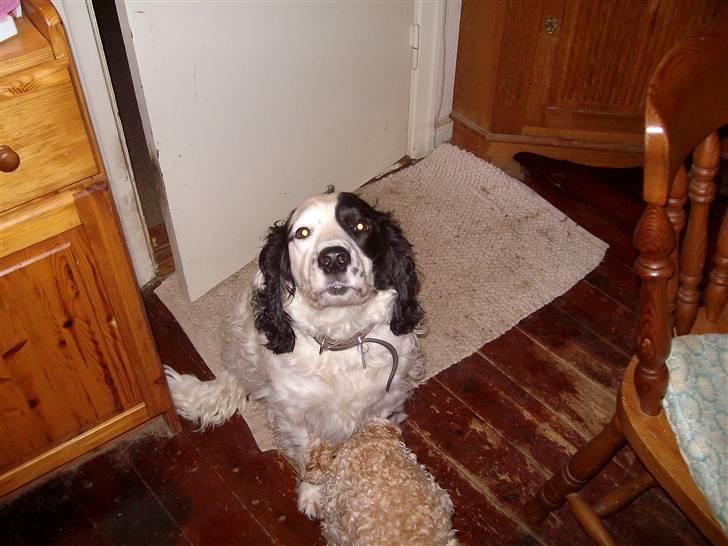 Blanding af racer Basse billede 11