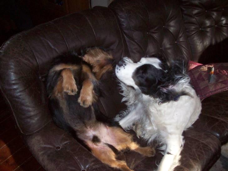 Blanding af racer Basse - så leger vi igen billede 12