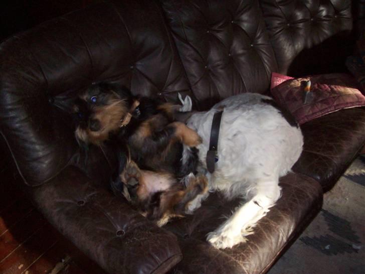 Blanding af racer Basse - igen igen billede 13