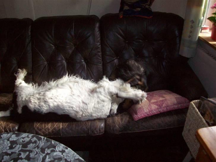 Blanding af racer Basse billede 14