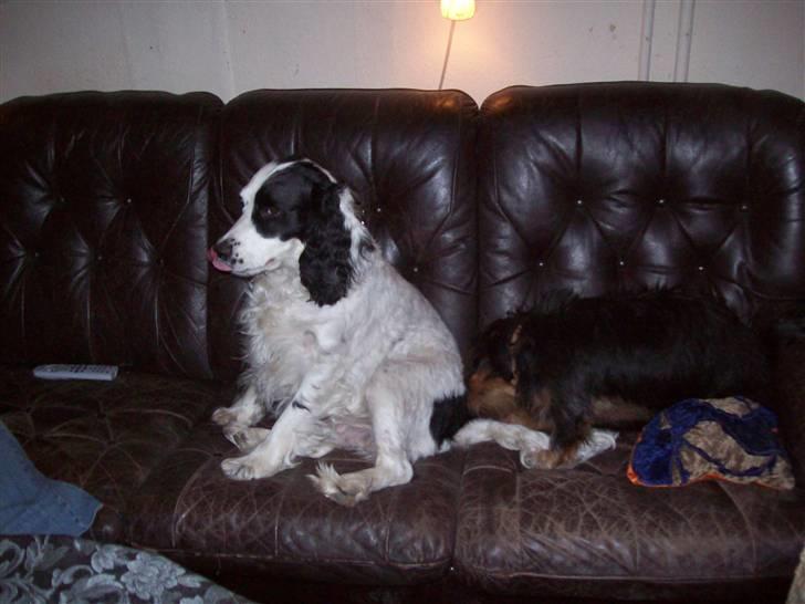 Blanding af racer Basse billede 16