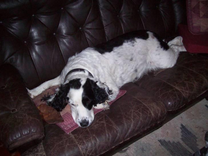 Blanding af racer Basse - Slapper Basse af  billede 17