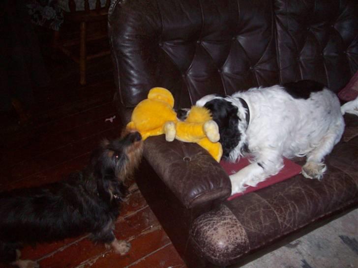 Blanding af racer Basse - jeg sagde bliv væk  billede 19