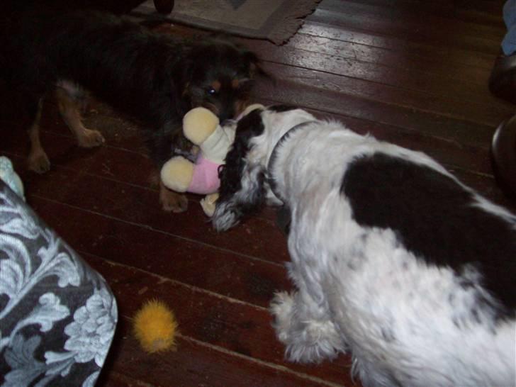 Blanding af racer Basse billede 20