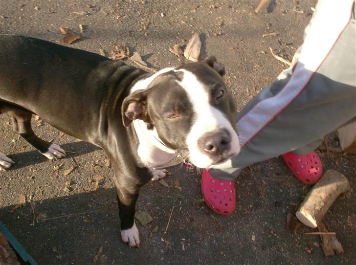 Amerikansk staffordshire terrier EFTER LYSNING: Flayer billede 3