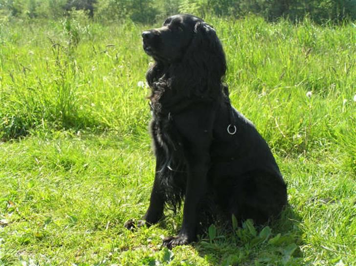 Blanding af racer Zenta billede 10