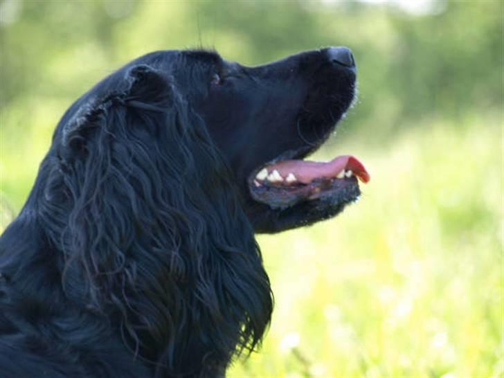 Blanding af racer Zenta billede 11