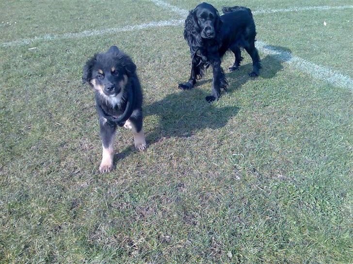 Blanding af racer Zenta billede 12