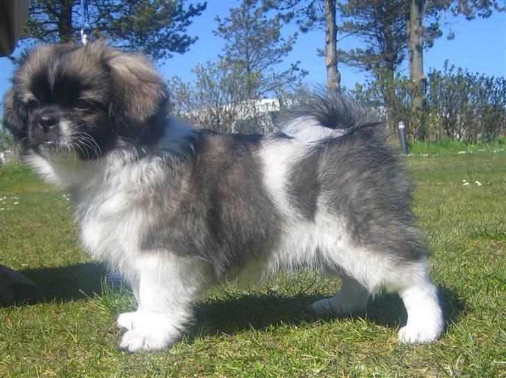 Tibetansk spaniel Follow Oriental Silk - Follow Oriental Silk billede 1