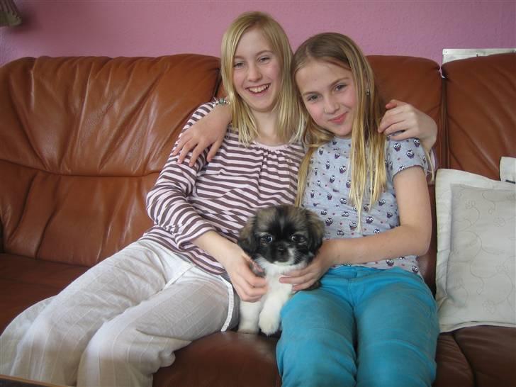 Tibetansk spaniel Follow Oriental Silk - Heidi med Silk billede 2