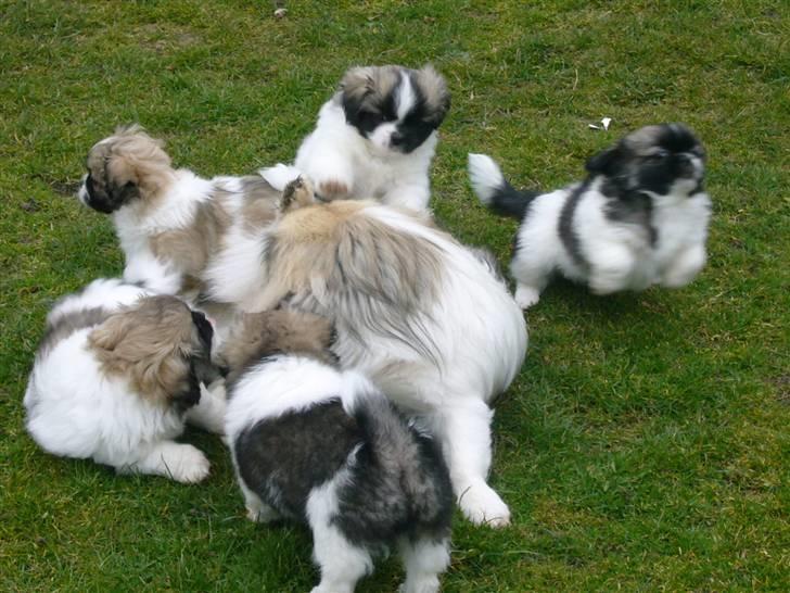 Tibetansk spaniel Follow Oriental Silk - Vi leger med far. billede 3