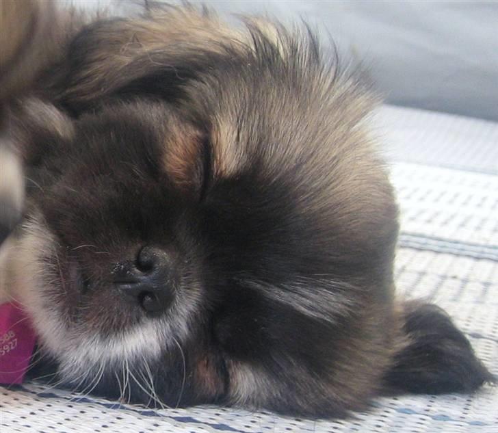 Tibetansk spaniel Follow Oriental Silk - Sov sødt lille ven! billede 4