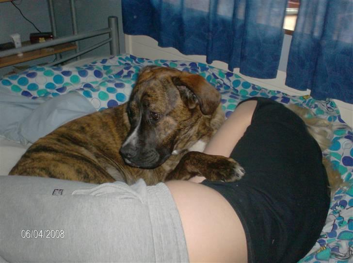 Blanding af racer Baloo mastiff / boxer - Elsker at ligge og putte ..  billede 16