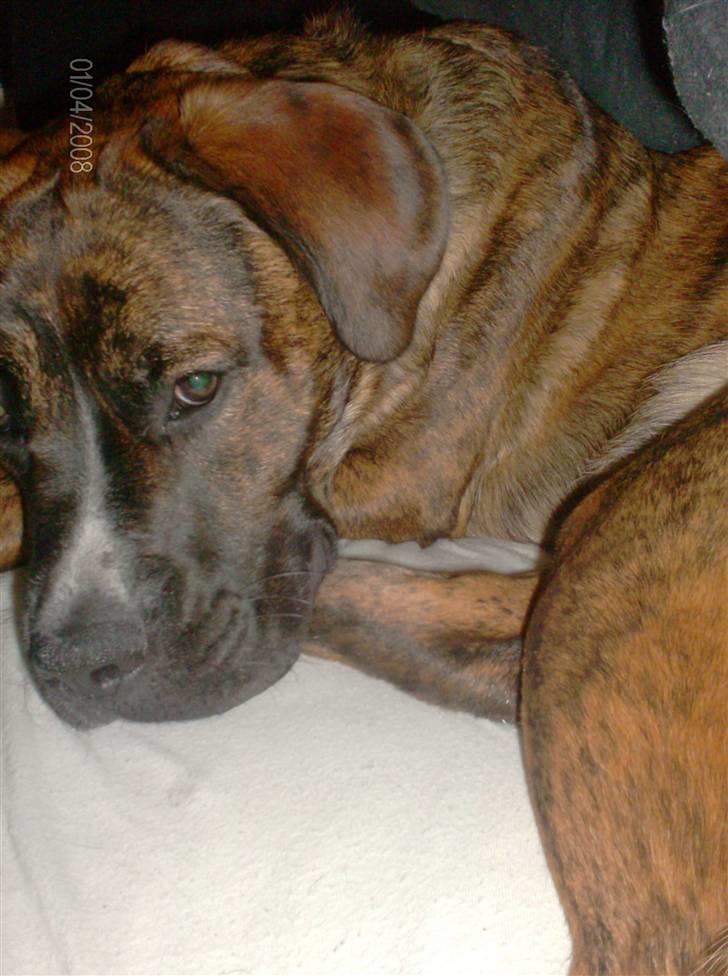 Blanding af racer Baloo mastiff / boxer - Kan i se mig ? :b billede 17