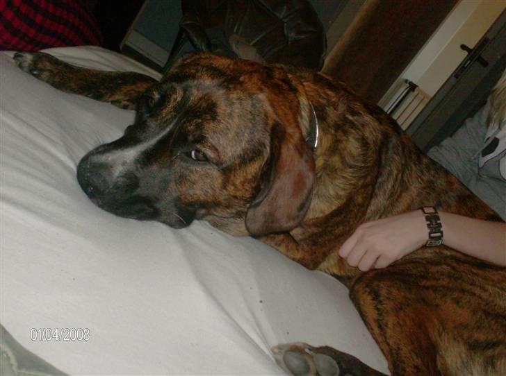 Blanding af racer Baloo mastiff / boxer billede 18