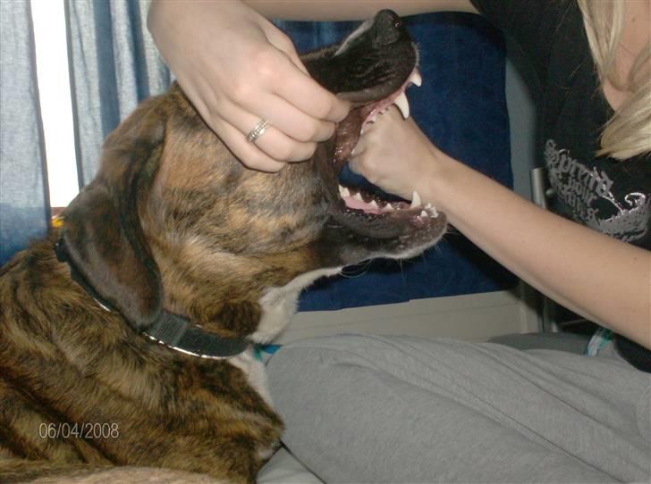 Blanding af racer Baloo mastiff / boxer - Pas på jeg er rigtig farlig ! :] billede 19