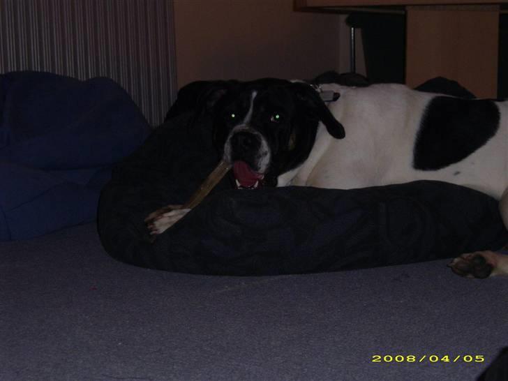 Blanding af racer molly billede 11