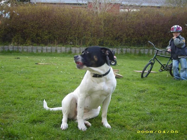 Blanding af racer molly - hold så op, væk med det kamera billede 12