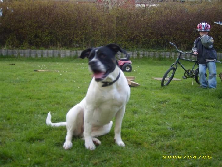 Blanding af racer molly billede 13