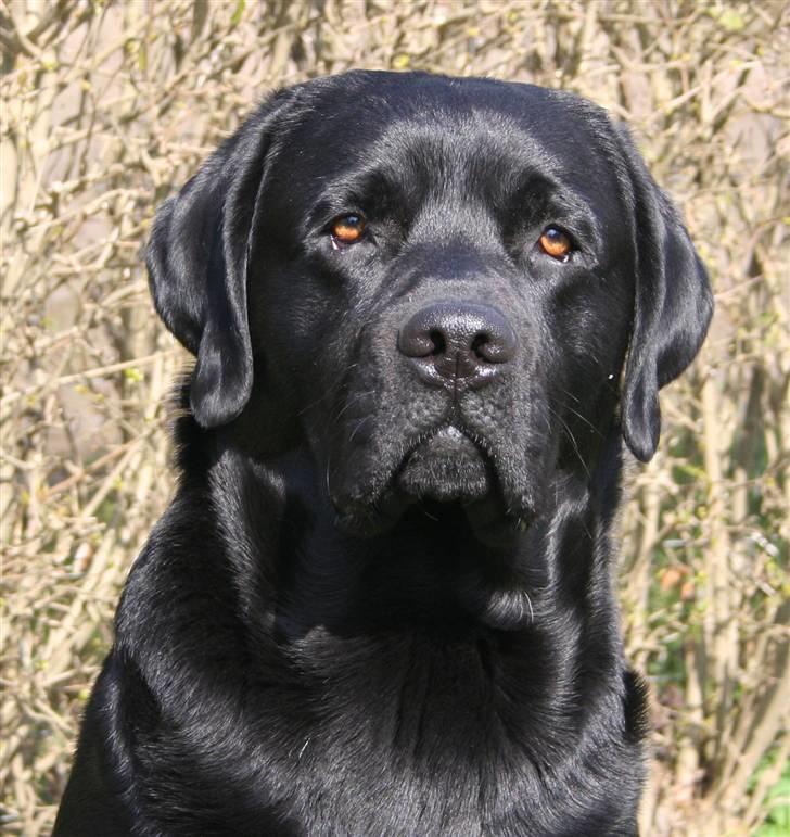 Labrador retriever Diamond - Ja så er Diamond blevet 2 år billede 18