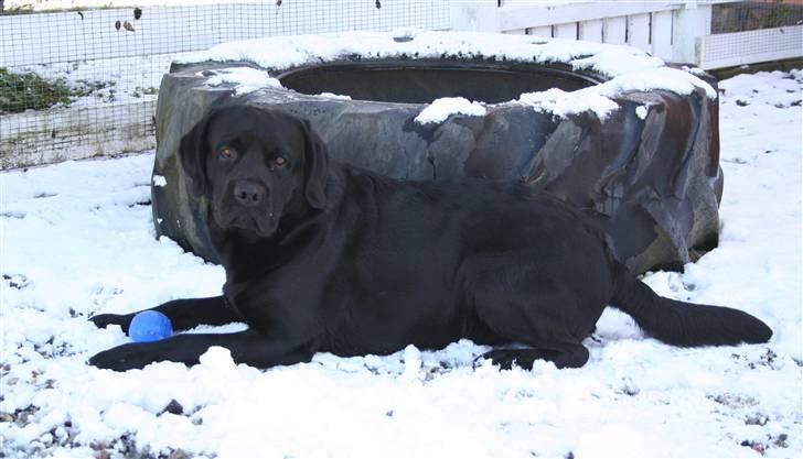 Labrador retriever Diamond - Så blev det endelig vinter billede 19